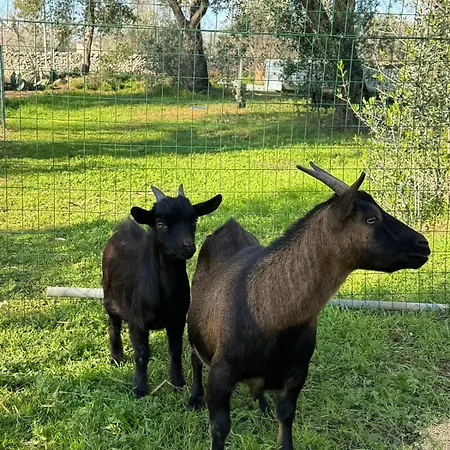 Tenuta Calitre
